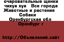 очаровательные щенки чихуа-хуа - Все города Животные и растения » Собаки   . Оренбургская обл.,Оренбург г.